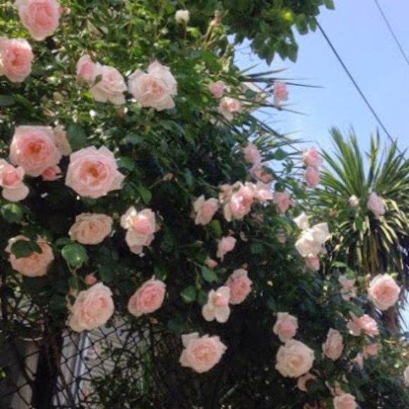 Meet your Posher, Anna - Picture 1 of 1